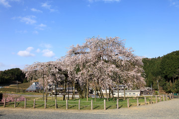 滋賀-畑のしだれ桜