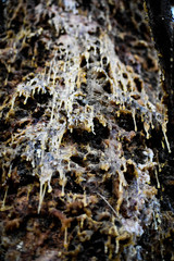 sap on tree