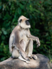 Alpha Male Southern Plains Gray Langur (Semnopithecus dussumieri). The Nilgiris, Tamil Nadu, India