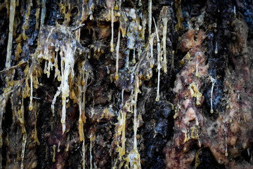 sap on tree