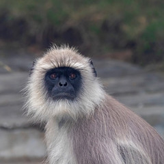 Alpha Male Southern Plains Gray Langur (Semnopithecus dussumieri). The Nilgiris, Tamil Nadu, India