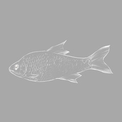 FisRiver Fish Outline