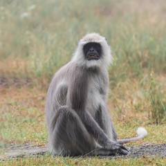 Alpha Male Southern Plains Gray Langur (Semnopithecus dussumieri). The Nilgiris, Tamil Nadu, India