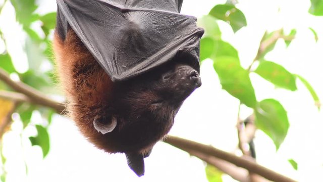 Indian flying fox bat hanging sleeping on the roof - Pteropus giganteus