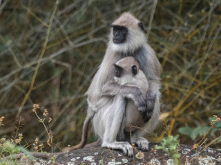 Female Southern Plains Gray Langur (Semnopithecus dussumieri). The Nilgiris, Tamil Nadu, India