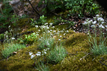 tender beautiful mountain flowers on a bright sunny day in the mountains