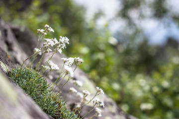 tender beautiful mountain flowers on a bright sunny day in the mountains
