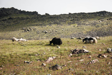 Mountain Bull and Mountain Camel rest and graze on a grassy slope on a sunny day on the Caucasus Mountains, above the clouds