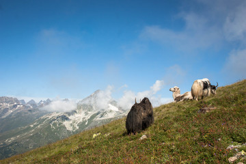 Fototapeta premium Mountain Bull and Mountain Camel rest and graze on a grassy slope on a sunny day on the Caucasus Mountains, above the clouds
