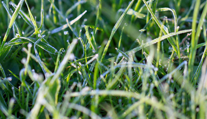 A drop of water on the grass close up. Natural blurred green background. For texture, background....