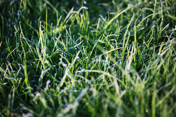 A drop of water on the grass close up. Natural blurred green background. For texture, background. Nature.