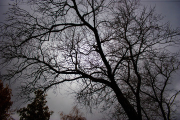 a network of black branches on a moonlit night in the park