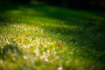 A drop of water on the grass close up. Natural blurred green background. For texture, background....