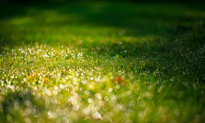 A drop of water on the grass close up. Natural blurred green background. For texture, background....