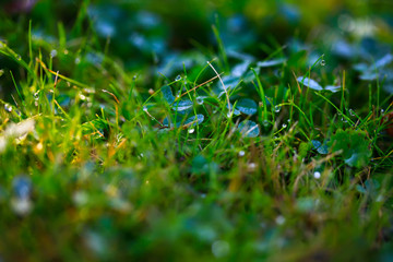 A drop of water on the grass close up. Natural blurred green background. For texture, background. Nature.