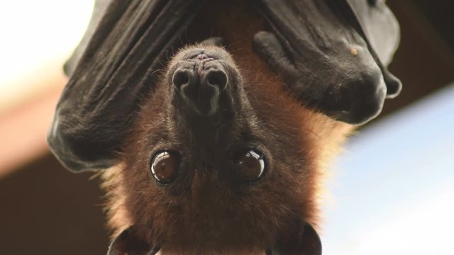 Indian flying fox bat hanging on the roof looking to camera - Pteropus giganteus