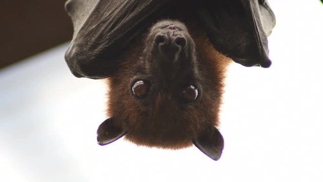 Indian flying fox bat on the roof - Pteropus giganteus