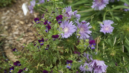 purple flowers