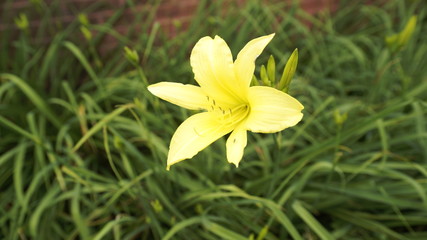 yellow flower