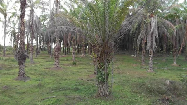 Amateur of drone controlling with wrong direction in palm trees garden and censor testing concept