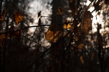 dry leaves