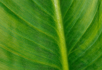 Foglia verde - particolare