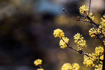 Spring Japanese cornlian cherry, yellow flowers