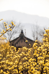 Spring Japanese cornlian cherry, yellow flowers