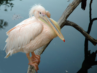 rosy pelican on branch hanging over water