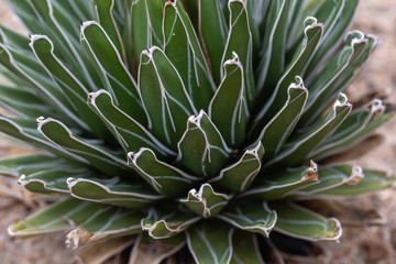 Naklejka na ściany i meble Close up of Queen Victoria Agave(Agave victoriae-reginae) a succulent plant