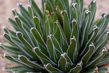 Close up of Queen Victoria Agave(Agave victoriae-reginae) a succulent plant