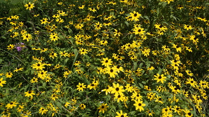 Obraz premium flower garden