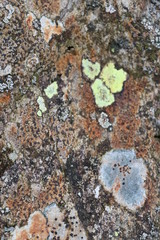 lichen on bark