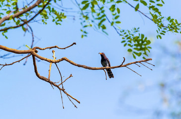 Violet cuckoo bird in Thailand ,  The males have glossy violet feathers on the head and upper parts of the body. The blackish tail has a white tip.