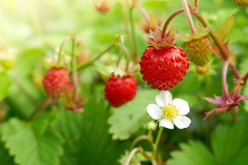 Wild strawberry.Garden  ripe strawberries in the bright rays of the sun on a green vegetative leafy...