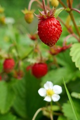 Wild strawberry.Garden  strawberries in the bright rays of the sun on a green vegetative leafy background.Berry season Strawberry time. Summer berries