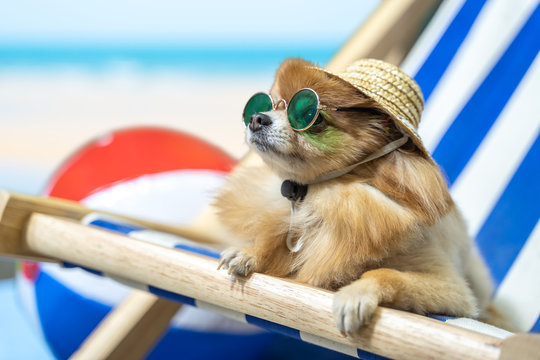 Chihuahua dog wearing hats and sunglasses lying in the beach chair. Summer Holidays concept.