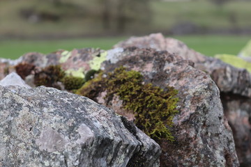 lichen on rock