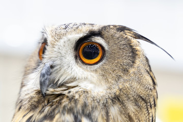 Eurasian Eagle Owl Close Up.