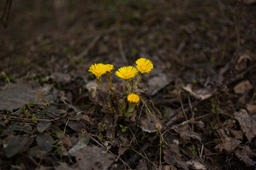 coltsfoot