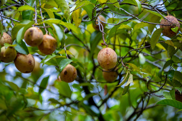ペラデニヤ植物園