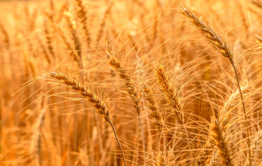 Golden wheat field on the background of summer sun .Ears of golden wheat close up. .