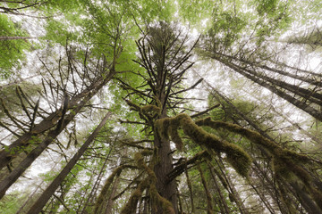 Coastal Tall trees near 