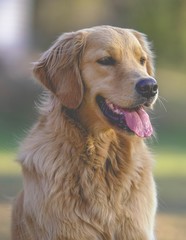 Golden Retrievers