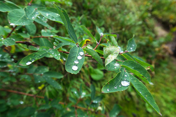Water drops on forest leaves. Wild nature