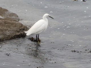Aigrette blanche .
