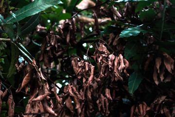 Trees with withered leaves.