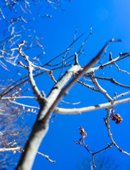 Against the backdrop of a beautiful blue spring sky leaves, branches and trees after a cold winter.