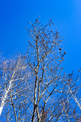 Fototapeta na wymiar Against the backdrop of a beautiful blue spring sky leaves, branches and trees after a cold winter.