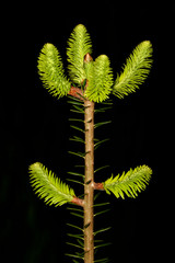 The peak of a young meal in the evening.  Moravia. Europe.